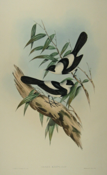 John Gould's Birds of Australia